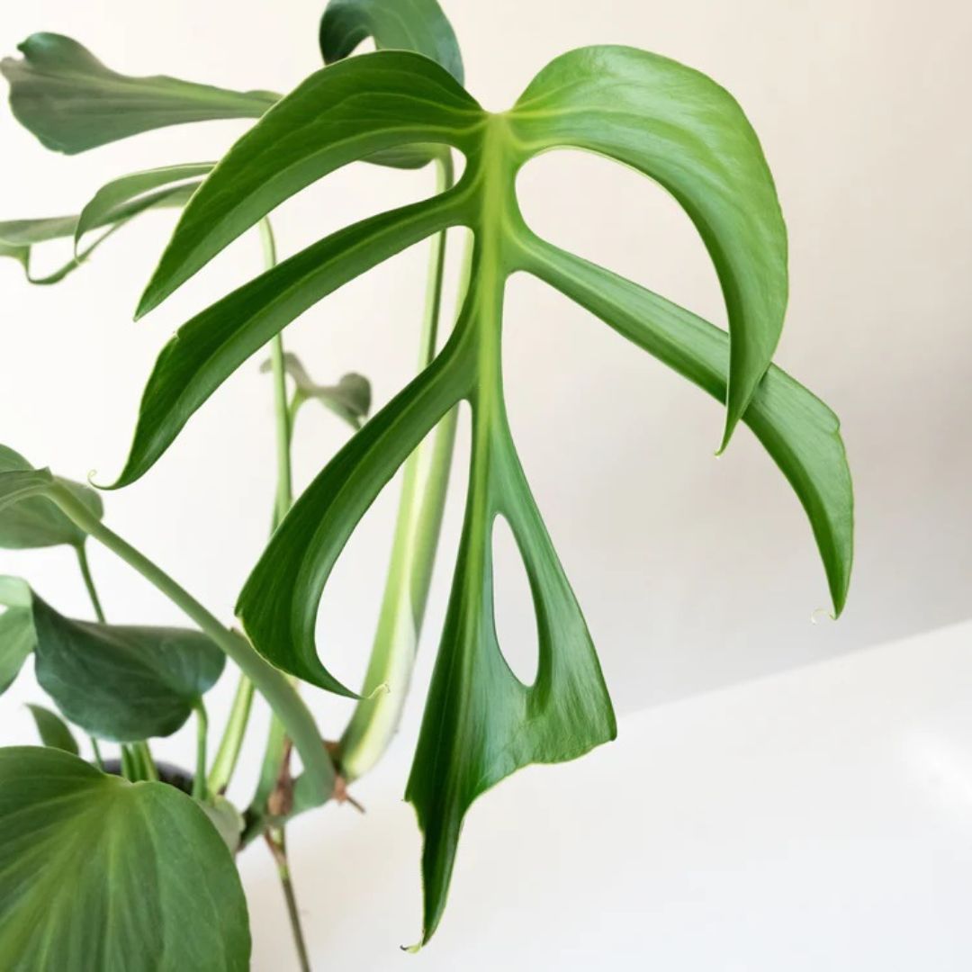Monstera – Mysteria® Burle Marx’s Flame – 7″ Pot